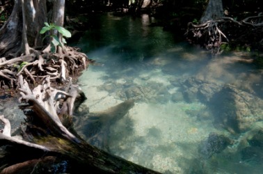 Backwater in a tropical forest. Backwater in a tropical forest.