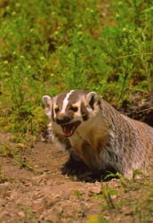 A badger coming out of its den. A badger coming out of its den.