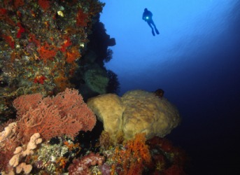 A diver in the Banda Sea. A diver in the Banda Sea.