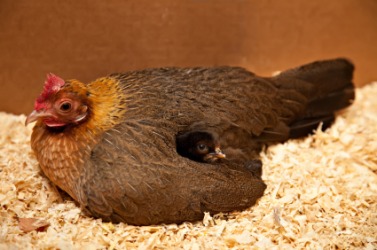 A bantam hen with chick. A bantam hen with chick.