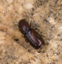 A bark beetle. A bark beetle.