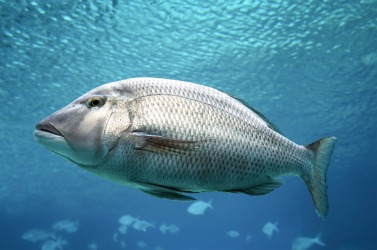 A barramundi. A barramundi.