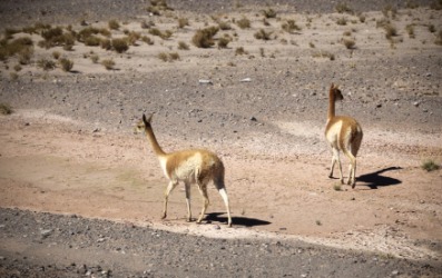 Llamas walking across a barren landscape. Llamas walking across a barren landscape.