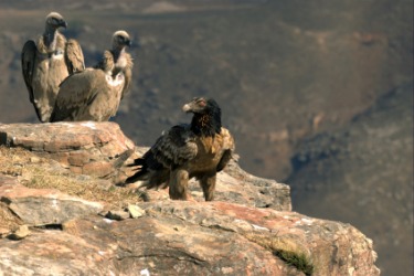 Bearded vultures, or lammergeiers perched on some rocks. Bearded vultures, or lammergeiers perched on some rocks.