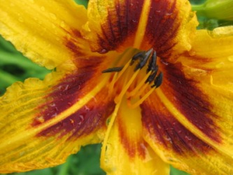 The beauty of a flower. The beauty of a flower.