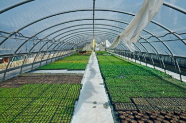 Bedder plants growing in a greenhouse. Bedder plants growing in a greenhouse.