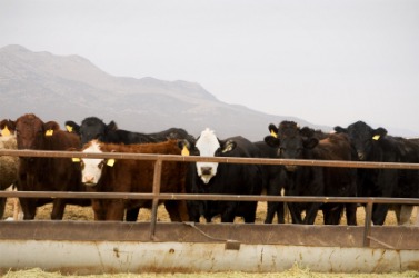 Beef cattle on a ranch. Beef cattle on a ranch.