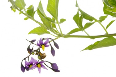 The flowers on the belladonna plant, also known as deadly nightshade. The flowers on the belladonna plant, also known as deadly nightshade.