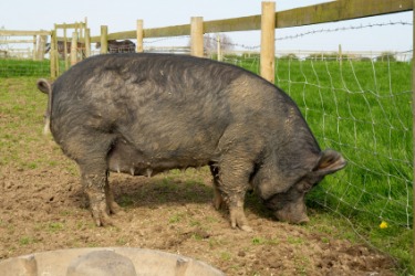 A Berkshire hog. A Berkshire hog.