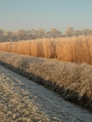 A frost covered berm by a field. A frost covered berm by a field.