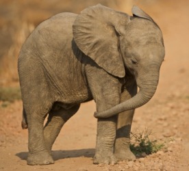 The elephant is a big animal. The elephant is a big animal.