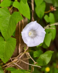 A white bindweed flower. A white bindweed flower.