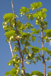 The bine of a hop plant. The bine of a hop plant.