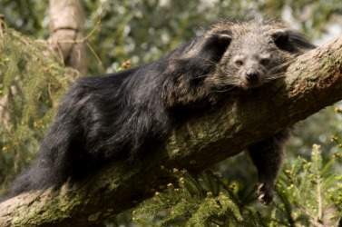 An binturong on a tree limb. An binturong on a tree limb.