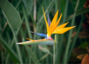 The bird of paradise plant. The bird of paradise plant.