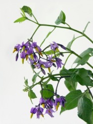 A bittersweet nightshade plant. A bittersweet nightshade plant.