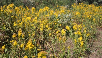 A field of one type of bitterweed. A field of one type of bitterweed.