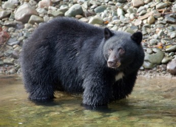 A black bear fishing in a creek. A black bear fishing in a creek.