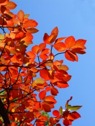 The bright fall leaves of the black gum. The bright fall leaves of the black gum.