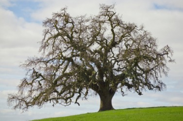 An old black oak tree. An old black oak tree.