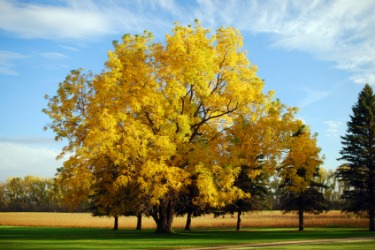 A black walnut tree in autumn. A black walnut tree in autumn.