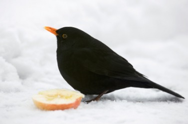 A blackbird in the snow. A blackbird in the snow.