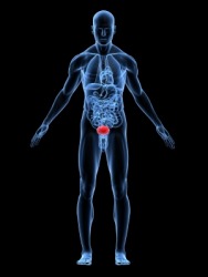 A human image with the bladder highlighted. A human image with the bladder highlighted.