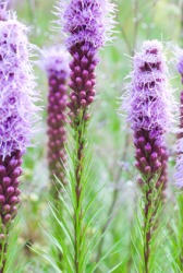 The blazing star, or gay feather, plant. The blazing star, or gay feather, plant.