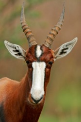 Closeup of a blesbok. Closeup of a blesbok.