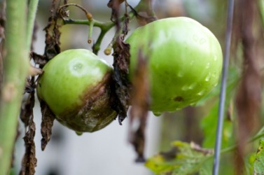 Blight on tomatoes. Blight on tomatoes.