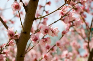 Flowering in the spring, this tree is an early bloomer. Flowering in the spring, this tree is an early bloomer.