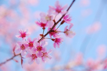 Pink blossoms on a cherry tree. Pink blossoms on a cherry tree.