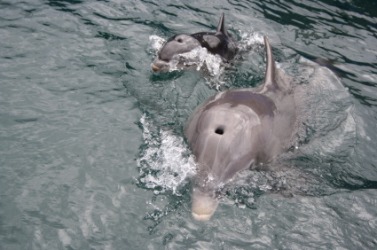 A picture of two dolphins showing their blowholes. A picture of two dolphins showing their blowholes.