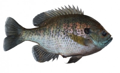 A male bluegill. A male bluegill.