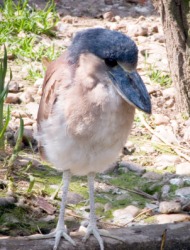 A boat-billed heron. A boat-billed heron.