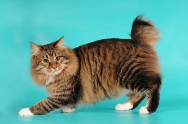 A bobtailed cat. A bobtailed cat.