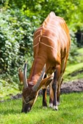 A bongo antelope. A bongo antelope.