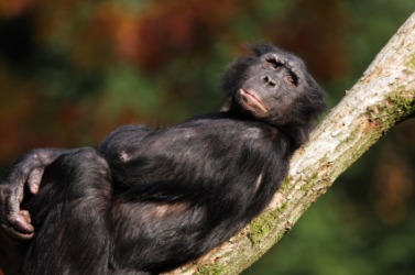 A relaxing bonobo. A relaxing bonobo.