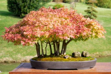 A red maple bonsai. A red maple bonsai.