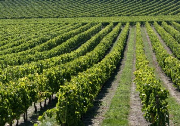 Vineyards in the Bordeaux region of France. Vineyards in the Bordeaux region of France.