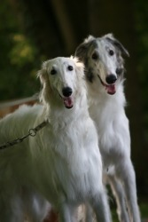 A pair of borzoi. A pair of borzoi.