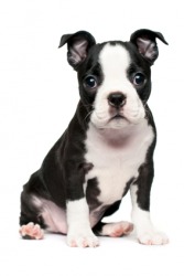 A cute Boston terrier puppy. A cute Boston terrier puppy.