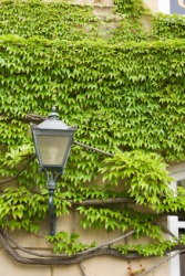 Boston ivy growing on a wall. Boston ivy growing on a wall.