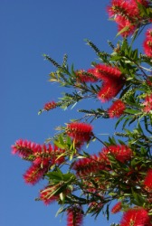 Bright red bottlebrush flowers. Bright red bottlebrush flowers.