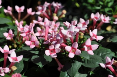 The flowers of the bouvardia. The flowers of the bouvardia.