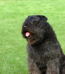 The bouvier des Flandres. The bouvier des Flandres.