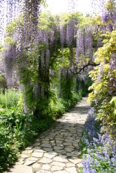 A wisteria bower. A wisteria bower.