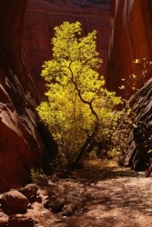 A box elder growing in a canyon. A box elder growing in a canyon.