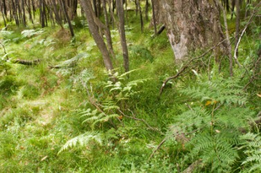 Bracken growing on a forest floor. Bracken growing on a forest floor.