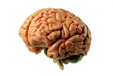 A model of the human brain. A model of the human brain.